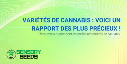 Variétés de cannabis précieuses