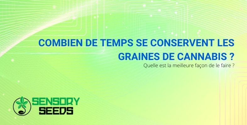 Combien de temps se conservent les graines de cannabis ?