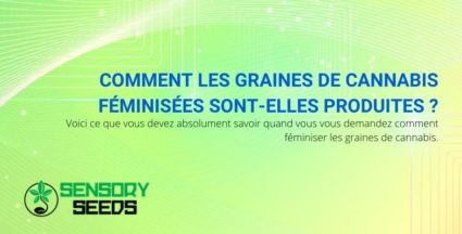 Comment les graines de cannabis féminisées sont-elles produites ?