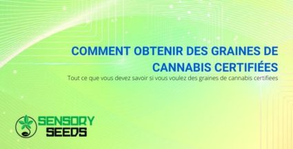 Comment obtenir des graines de cannabis certifiées