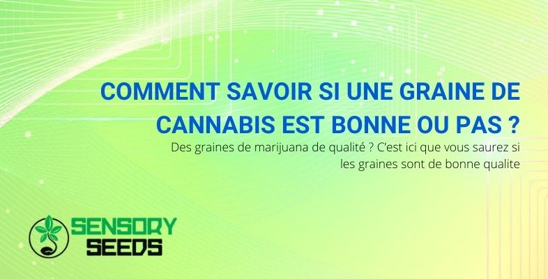 Comment savoir si une graine de cannabis est bonne ou pas ?