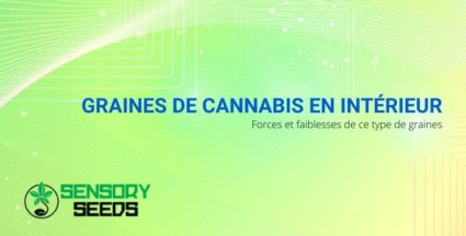 Graines de cannabis en intérieur : forces et faiblesses de ce type de graines