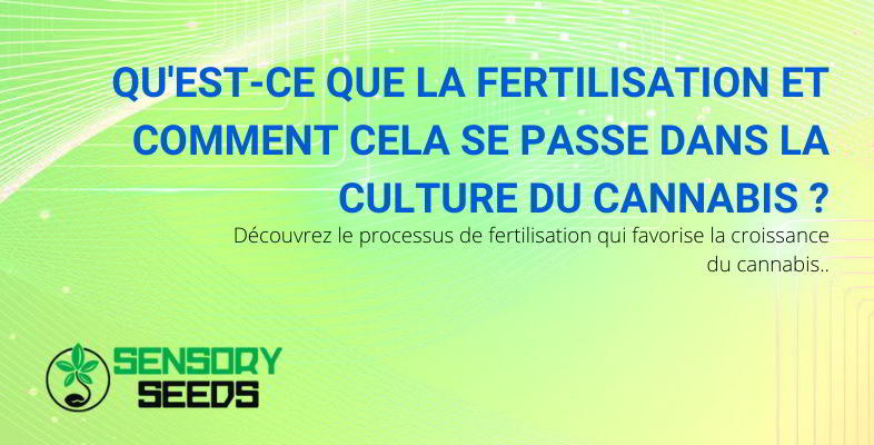 la fertilisation du cannabis