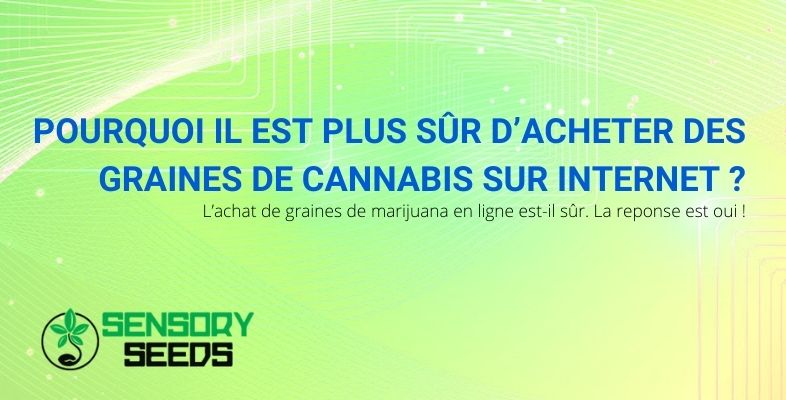 Pourquoi il est plus sûr d’acheter des graines de cannabis sur Internet ?