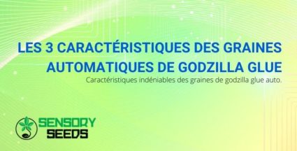 Godzilla Glue Seeds Automatic: les trois caractéristiques à connaître