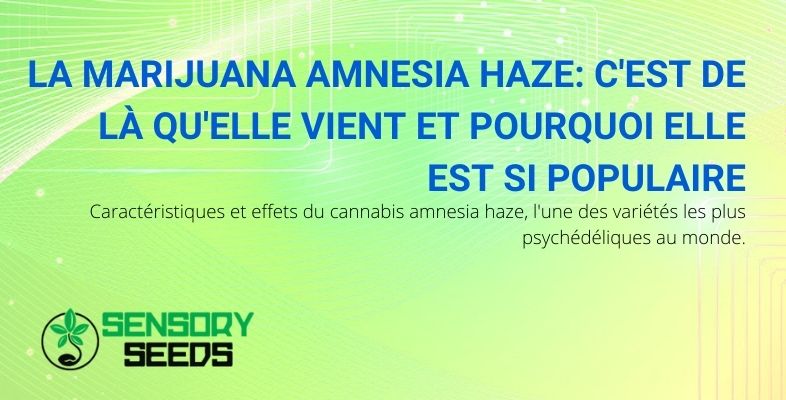 Pourquoi la marijuana Amnesia Haze est-elle si connue et d'où vient-elle?