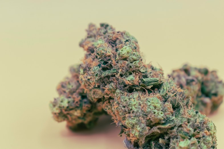 La marijuana Amnesia Haze est une plante très recherchée dans le monde. Découvrons ses fonctionnalités