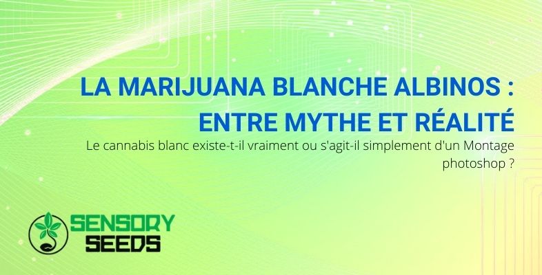 Découvrons si la marijuana blanche ou albinos est un mythe ou une réalité