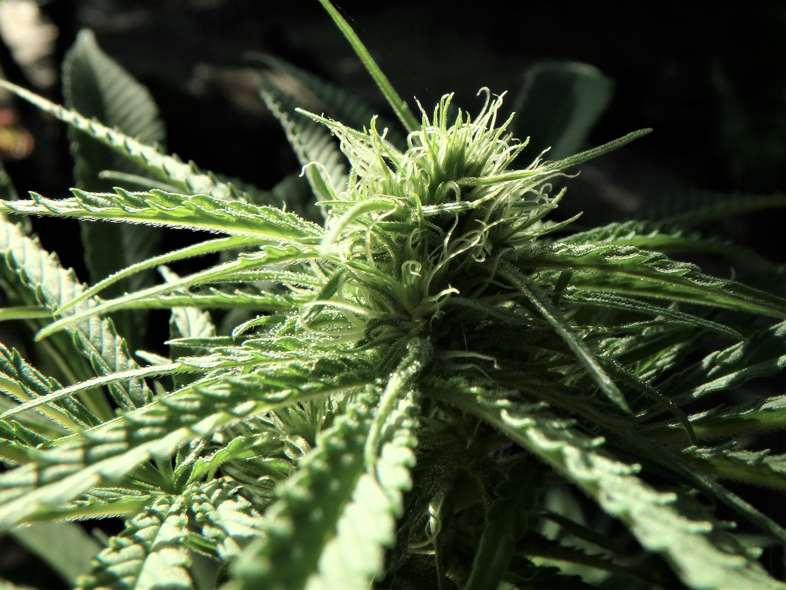 Comment une plante de cannabis peut-elle devenir blanche?