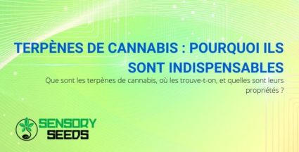 Les terpènes de cannabis sont indispensables: pourquoi et ce qu'ils sont.