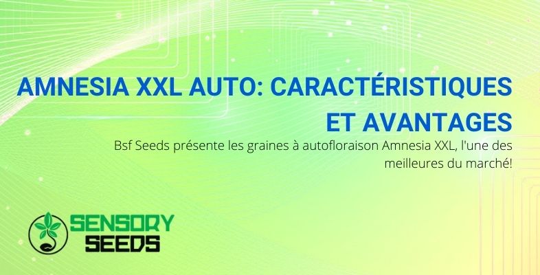 Graines Autofloraison Amnesia XXL BSF: parmi les meilleures du marché