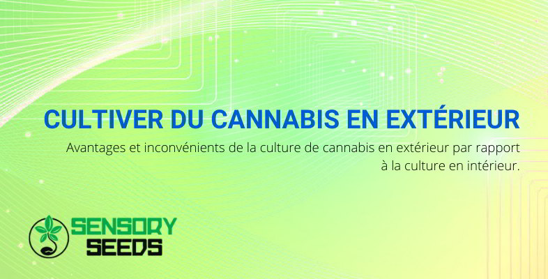 Avantages et les inconvénients de la culture du cannabis en extérieur.