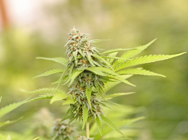 Qu'est-ce qu'une bouture de cannabis ?