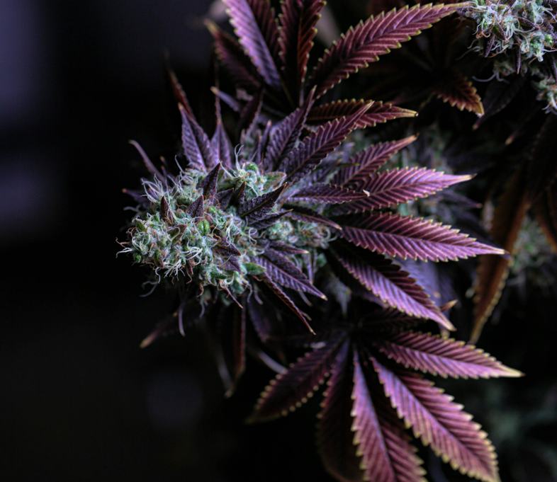 Graines de marijuana à croissance rapide: tous les avantages