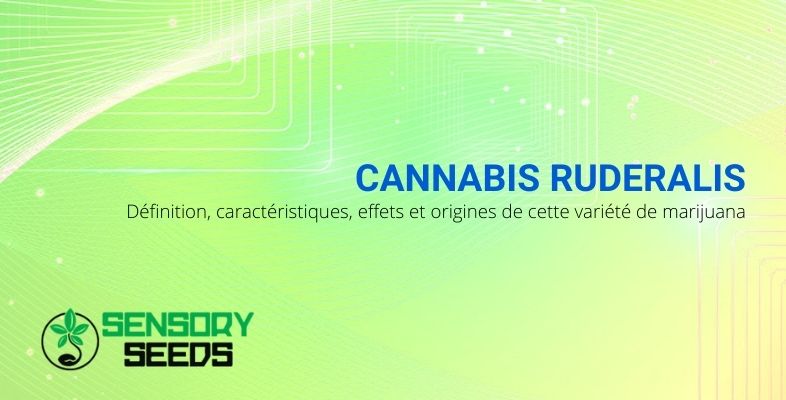 Définition, caractéristiques, effets et origines du cannabis Ruderalis