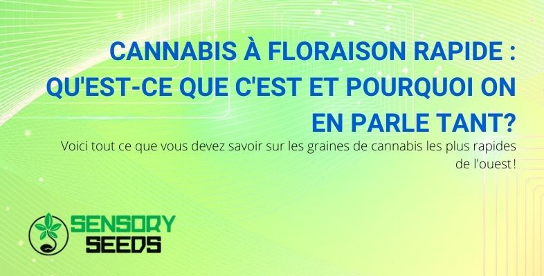 Tout sur les graines de cannabis à floraison rapide