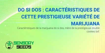 Les caractéristiques de la marijuana Do Si Dos, mère de Double Cookies BSF