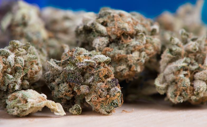 Toutes les caractéristiques de la marijuana mère de graines Double Cookies: Do Si Dos