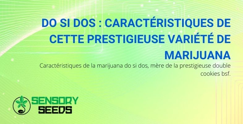 Les caractéristiques de la marijuana Do Si Dos, mère de Double Cookies BSF