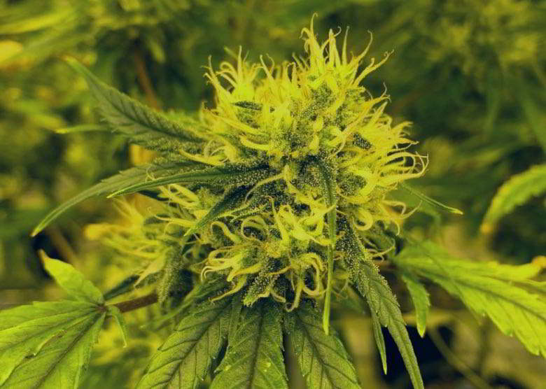 Le rendement en fleurs du cannabis autofloraison