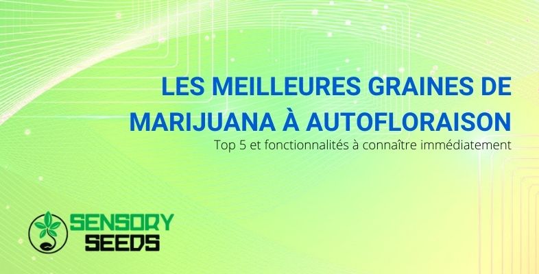 Les caractéristiques communes des meilleures graines de marijuana à autofloraison