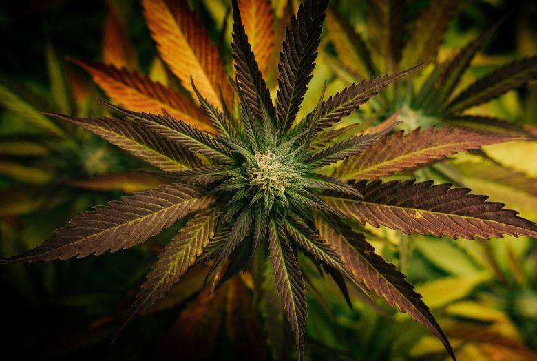 Graines de marijuana à floraison rapide: que sont-elles?