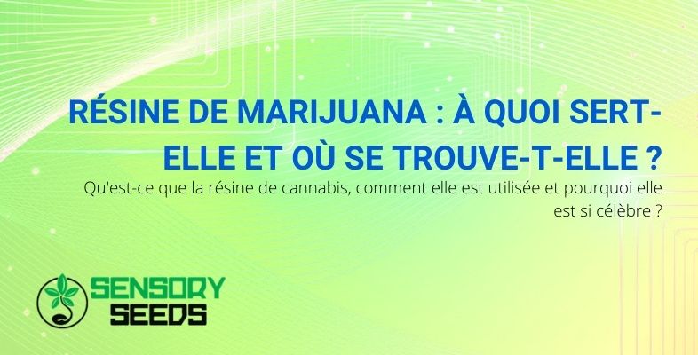 Résine de marijuana: où elle se trouve et à quoi elle sert
