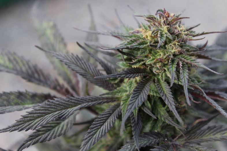 Les 5 meilleures graines de marijuana à autofloraison
