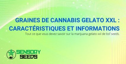 Caractéristiques et informations sur les graines de cannabis BSF Seeds Gelato XXL