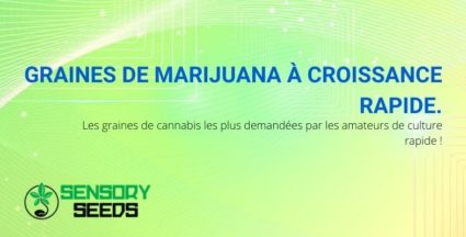 Tout ce que vous devez savoir sur les graines de marijuana à croissance rapide