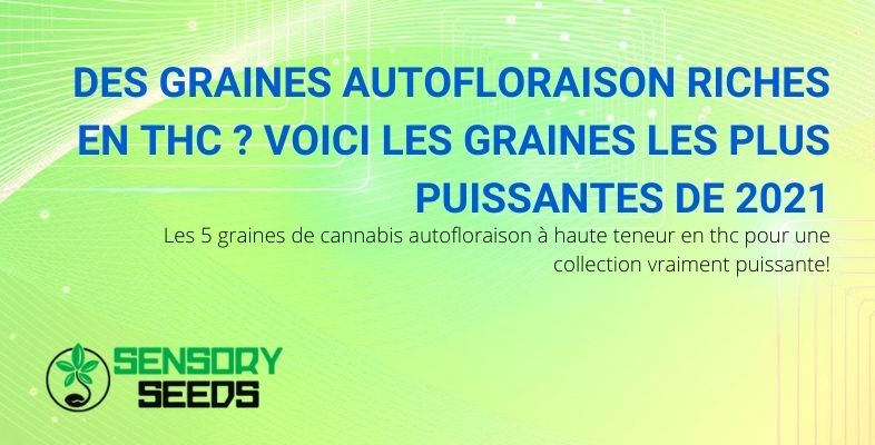 Les 5 graines de cannabis puissantes de 2021