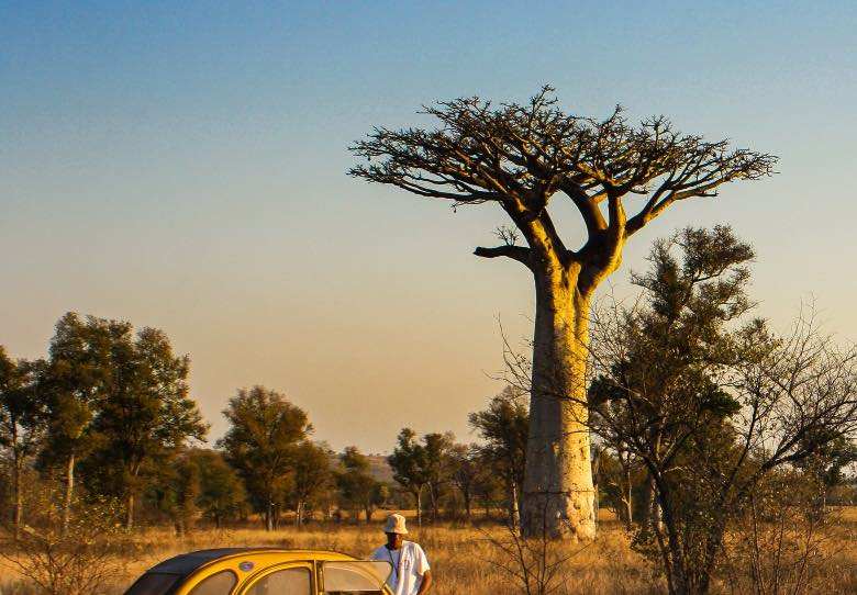 Baobab avec des branches horizontales comme méthode de scrog