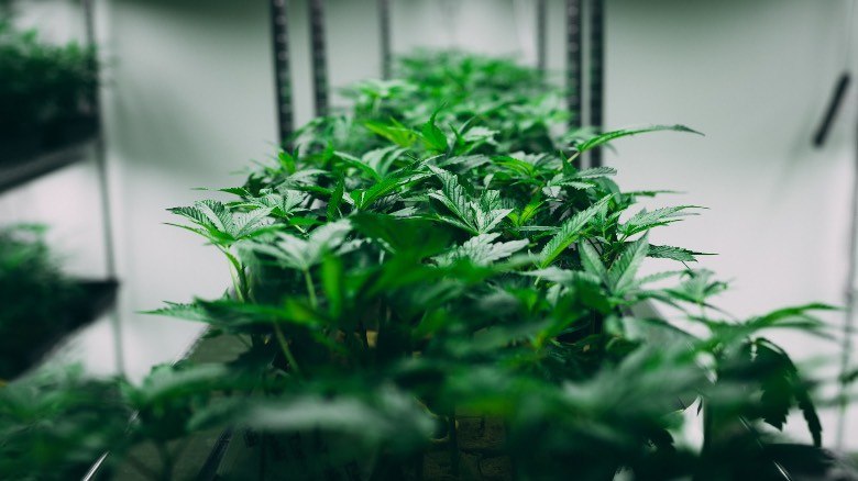Plante de cannabis à autofloraison cultivée dans un petit environnement