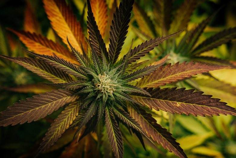 Cannabis autofloraison en phase de pré-floraison