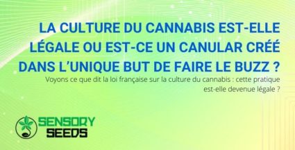 La culture du cannabis est-elle légale ou est-ce un canular?