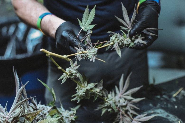 Comment savoir si vos fleurs de cannabis sont prêtes pour la récolte