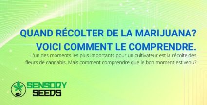 Savoir quel est le bon moment pour récolter de la marijuana