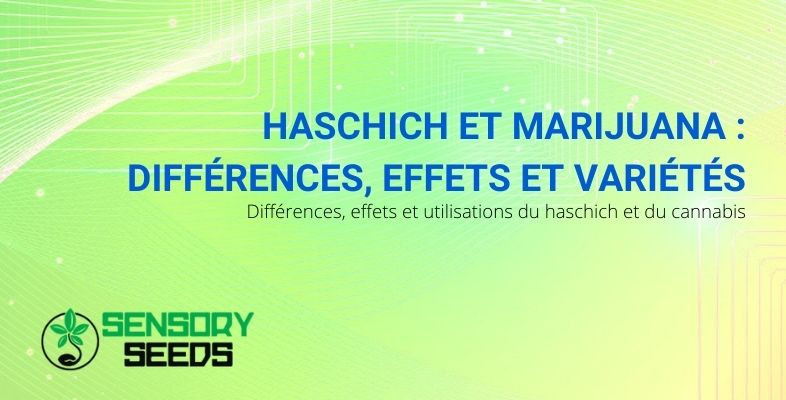 Les différences entre les effets et les variétés de haschich et de marijuana