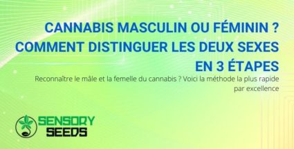 Comment distinguer le cannabis masculin du cannabis féminin