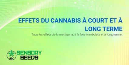 Les effets du cannabis à court et long terme