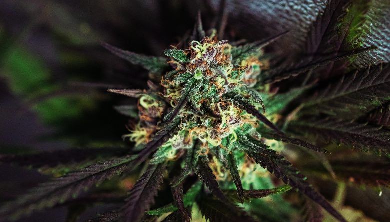 La floraison du cannabis après la phase végétative