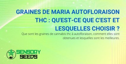 Que sont les graines de THC Maria à autofloraison et lesquelles choisir?