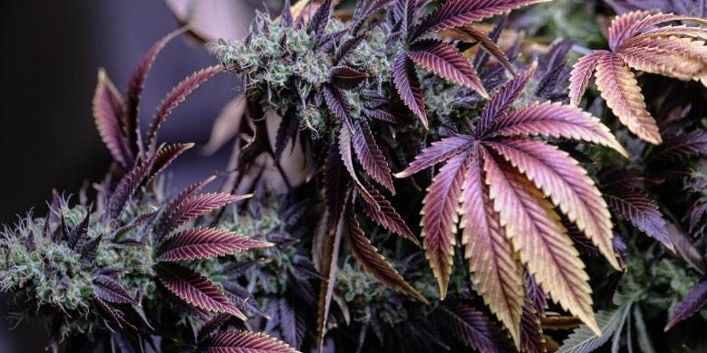 Cultiver des fleurs de cannabis en tant qu'infraction administrative
