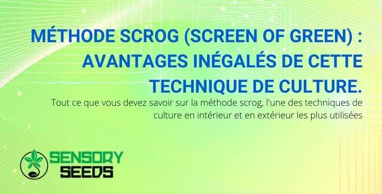 Une technique de culture du cannabis très largement utilisée est la méthode du scrOG.