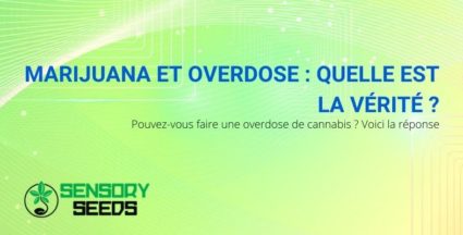 Est-il possible de faire une overdose de marijuana ? La réponse.