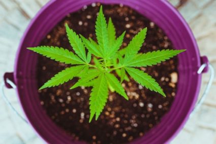 Étapes de croissance de l’autofloraison | Sensory Seeds