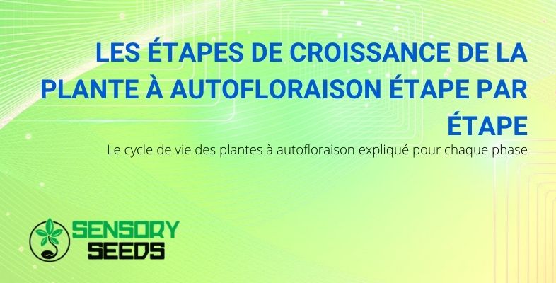 Les étapes de croissance du cannabis à autofloraison