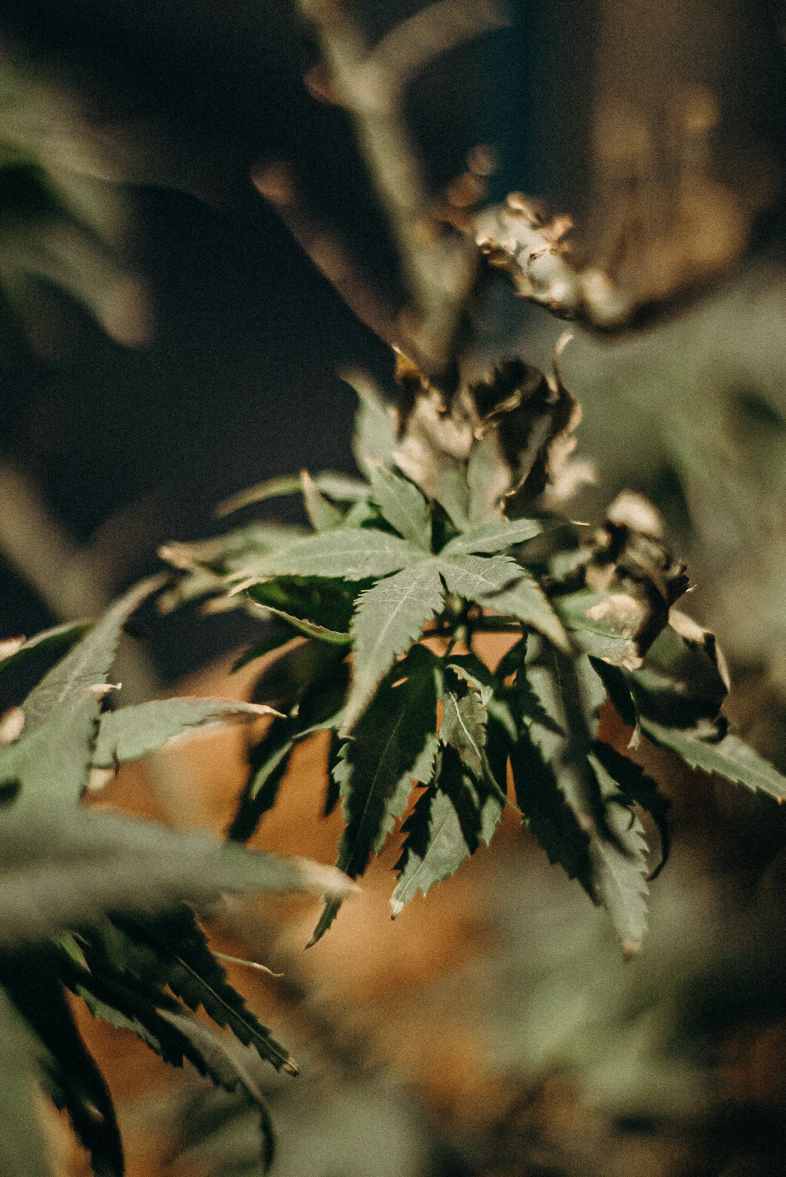 Un plant de cannabis malade du botrytis