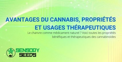 Les propriétés, avantages et usages thérapeutiques du cannabis