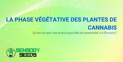 Quelle est la phase végétative des plants de cannabis?